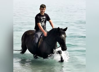 Koń andaluzyjski, Klacz, 9 lat, 152 cm, Kara