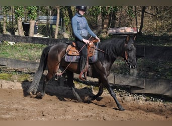 Koń andaluzyjski, Klacz, 9 lat, 154 cm, Kara
