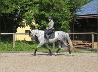 Koń andaluzyjski, Klacz, 9 lat, 157 cm, Siwa jabłkowita
