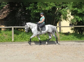 Koń andaluzyjski, Klacz, 9 lat, 157 cm, Siwa jabłkowita