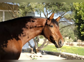 Koń andaluzyjski, Klacz, 9 lat, 158 cm, Gniada