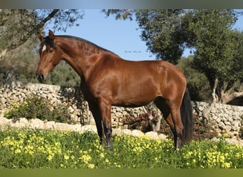 Koń andaluzyjski, Klacz, 9 lat, 158 cm, Gniada