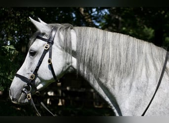 Koń andaluzyjski, Klacz, 9 lat, 158 cm, Siwa