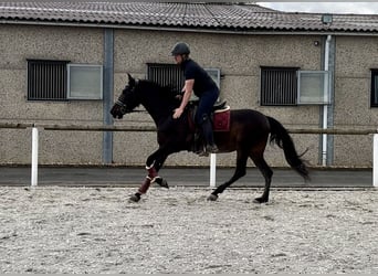 Koń andaluzyjski, Klacz, 9 lat, 160 cm, Skarogniada