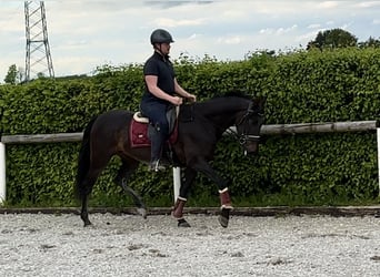 Koń andaluzyjski, Klacz, 9 lat, 160 cm, Skarogniada