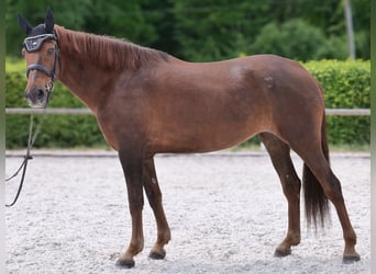 Koń andaluzyjski, Klacz, 9 lat, 162 cm, Ciemnokasztanowata