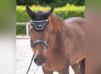 Koń andaluzyjski, Klacz, 9 lat, 162 cm, Ciemnokasztanowata