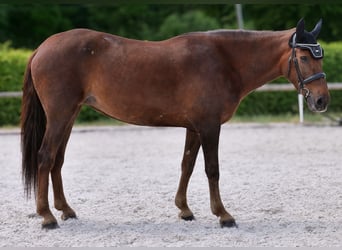Koń andaluzyjski, Klacz, 9 lat, 162 cm, Ciemnokasztanowata