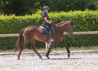 Koń andaluzyjski, Klacz, 9 lat, 162 cm, Ciemnokasztanowata