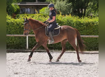 Koń andaluzyjski, Klacz, 9 lat, 162 cm, Ciemnokasztanowata