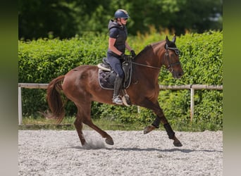 Koń andaluzyjski, Klacz, 9 lat, 162 cm, Ciemnokasztanowata