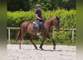 Koń andaluzyjski, Klacz, 9 lat, 162 cm, Ciemnokasztanowata