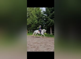 Koń andaluzyjski, Klacz, 9 lat, 162 cm