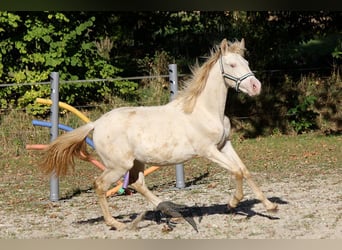 Koń andaluzyjski, Klacz, Źrebak (03/2023), 156 cm, Cremello