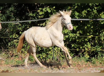 Koń andaluzyjski, Klacz, Źrebak (03/2023), 156 cm, Cremello