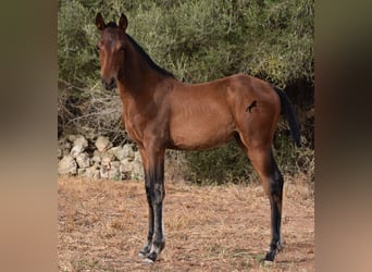Koń andaluzyjski, Klacz, Źrebak (03/2024), 158 cm, Gniada