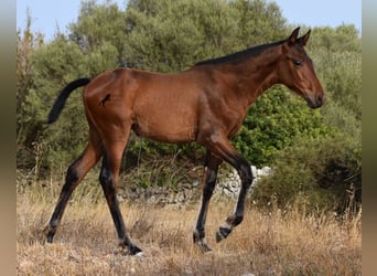 Koń andaluzyjski, Klacz, Źrebak (03/2024), 158 cm, Gniada