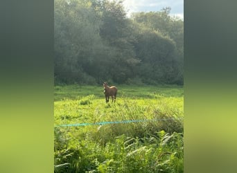 Koń andaluzyjski Mix, Klacz, Źrebak (04/2024), 165 cm, Gniada