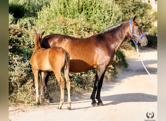 Koń andaluzyjski, Klacz, Źrebak (01/2026), Ciemnogniada