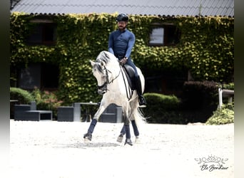 Koń andaluzyjski, Ogier, 10 lat, 160 cm, Siwa w hreczce