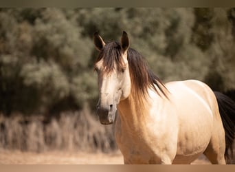Koń andaluzyjski, Ogier, 10 lat, 168 cm, Jelenia