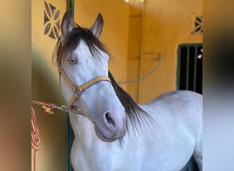 Koń andaluzyjski, Ogier, 11 lat, 148 cm, Szampańska