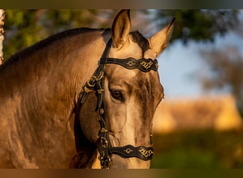 Koń andaluzyjski, Ogier, 11 lat, 164 cm, Jelenia