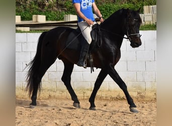 Koń andaluzyjski, Ogier, 11 lat, 169 cm, Gniada