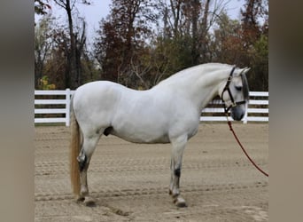 Koń andaluzyjski, Ogier, 13 lat, 157 cm, Siwa