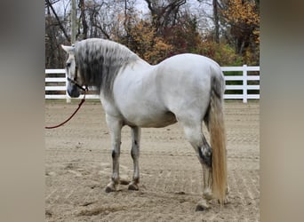 Koń andaluzyjski, Ogier, 13 lat, 157 cm, Siwa