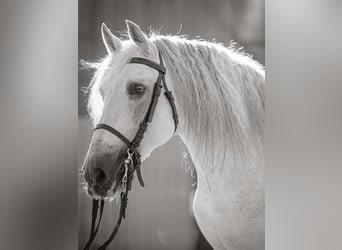 Koń andaluzyjski, Ogier, 13 lat, 170 cm, Siwa w hreczce