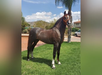 Koń andaluzyjski Mix, Ogier, 14 lat, 160 cm, Ciemnokasztanowata