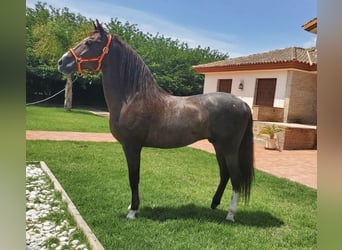 Koń andaluzyjski Mix, Ogier, 14 lat, 160 cm, Ciemnokasztanowata