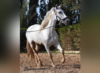 Koń andaluzyjski, Ogier, 14 lat, 160 cm, Siwa