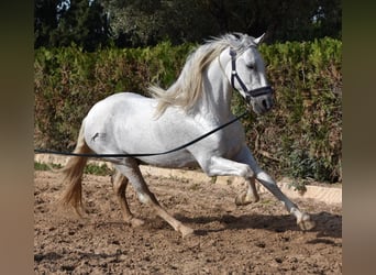Koń andaluzyjski, Ogier, 14 lat, 160 cm, Siwa