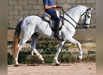 Koń andaluzyjski Mix, Ogier, 14 lat, 163 cm, Siwa