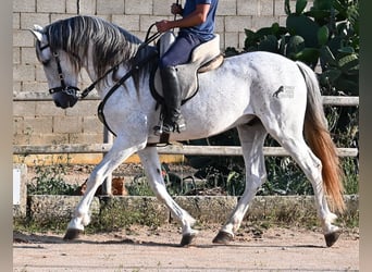 Koń andaluzyjski Mix, Ogier, 14 lat, 163 cm, Siwa