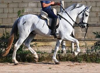 Koń andaluzyjski Mix, Ogier, 14 lat, 163 cm, Siwa