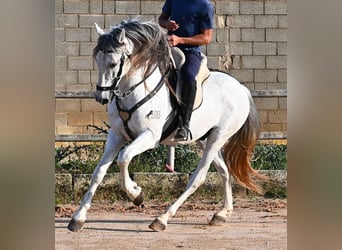 Koń andaluzyjski Mix, Ogier, 14 lat, 163 cm, Siwa