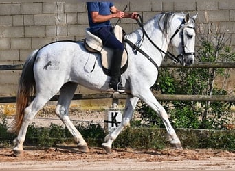 Koń andaluzyjski Mix, Ogier, 14 lat, 163 cm, Siwa