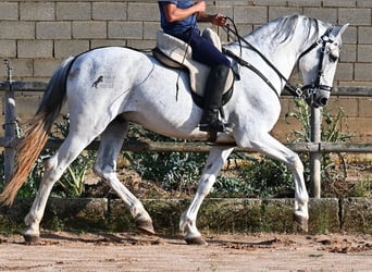 Koń andaluzyjski Mix, Ogier, 14 lat, 163 cm, Siwa