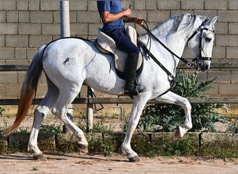 Koń andaluzyjski Mix, Ogier, 14 lat, 163 cm, Siwa