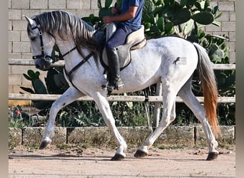 Koń andaluzyjski Mix, Ogier, 14 lat, 163 cm, Siwa