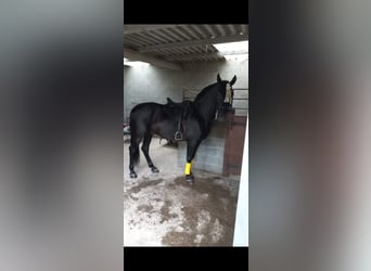 Koń andaluzyjski, Ogier, 14 lat, 164 cm, Kara