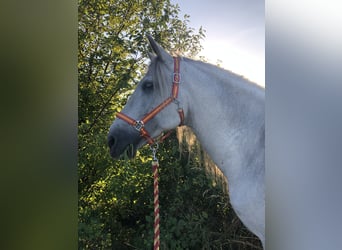 Koń andaluzyjski, Ogier, 15 lat, 170 cm, Siwa