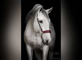 Koń andaluzyjski, Ogier, 15 lat, Biała