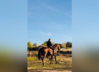 Koń andaluzyjski, Ogier, 19 lat, Gniada