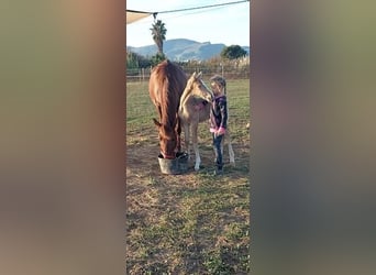 Koń andaluzyjski, Ogier, 1 Rok, 135 cm, Izabelowata