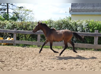 Koń andaluzyjski, Ogier, 1 Rok, 142 cm, Gniada