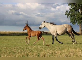 Koń andaluzyjski, Ogier, 1 Rok, 142 cm, Gniada